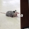 TlokeNauake