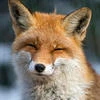Fox memes
