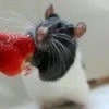 Rattus Sapience