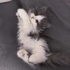 Мяточка_