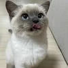 ronka_chonka