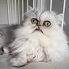 Я пошел есть борщ