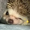 Little flover