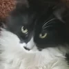 Meteel