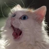 Makyzik