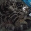 Лорд Чревовещатель