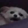 Kristkx