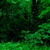 liumweeds