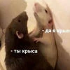 Ты Крыса-Да Я Крыса