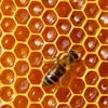 Bee MIMI