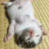 Пельменов