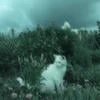 Кот_ярус