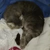 Корнелиус123