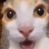 Mycozysocks