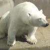 СамаяГорячаяЖенаНильсена