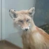 Шиза не помеха_