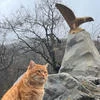 Канопус Киля