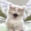 Annet_1003