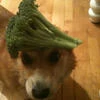 broccoli psychosis