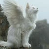 NuNeAngel