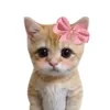 КоТиК в НоСоЧкАх ГоЛуБоГо ЦвЕтА
