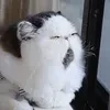 Skuf_B_Ta3uke