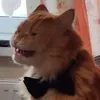 Потому что мне так хочется
