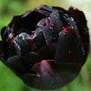 Black_tulip