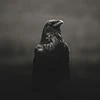 aile de corbeau