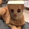 Добромир Бровинский