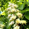 Castagna