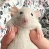 Эмили_Флинфи