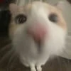 kyjoliin