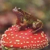 Darina_Mushroom