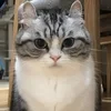 Bebtatop