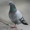Silly Pigeon