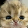 lilysoo