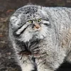 Manul_Grushik