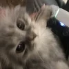 Yx_sfx