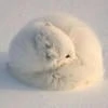 JustAWhiteFox