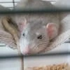 WhiteUserKa