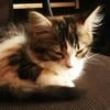 Помешанные на чае