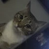 Авторка сюжеток по ночам.