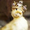 MasterDuck