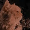Im Your Cat