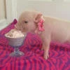 roast pig