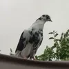 Джулиана Учиха