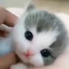 _RinaMiracle_
