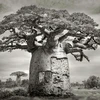Dark baobab