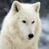 Wild White Woif